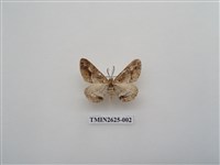 藏品(尺蛾145)的圖片